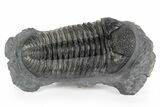 Huge Phacopid (Drotops) Trilobite - Multi-Toned Shell Color #244457-1